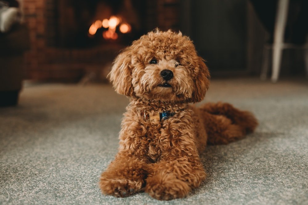 PHEENYPoodle boa half coat