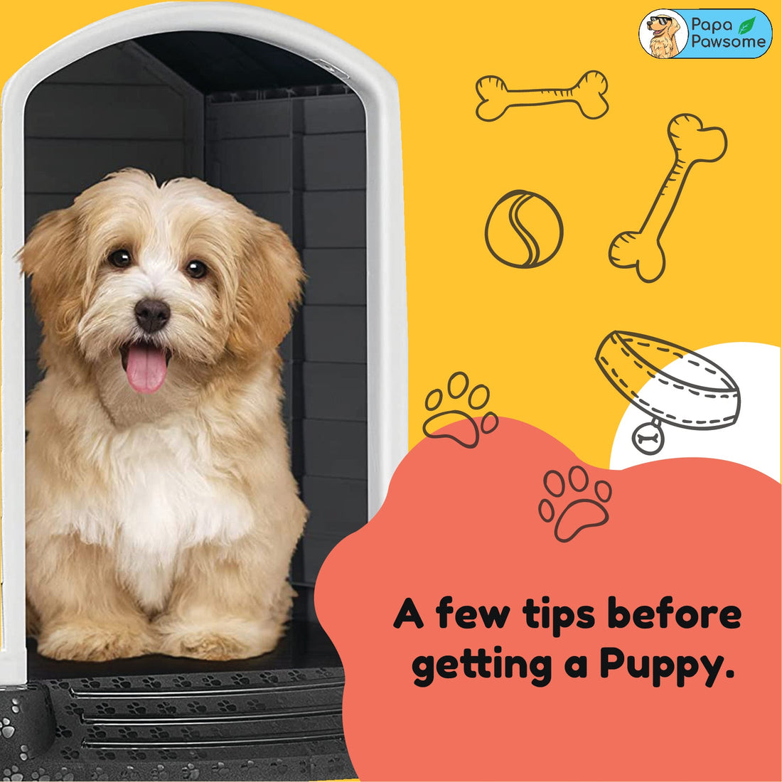 A Guide to Buying Your First Puppy - Papa Pawsome