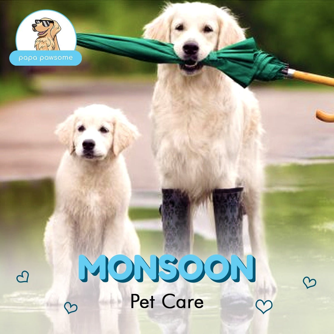 How to be a responsible pet parent and get the best out of the Monsoons - Papa Pawsome