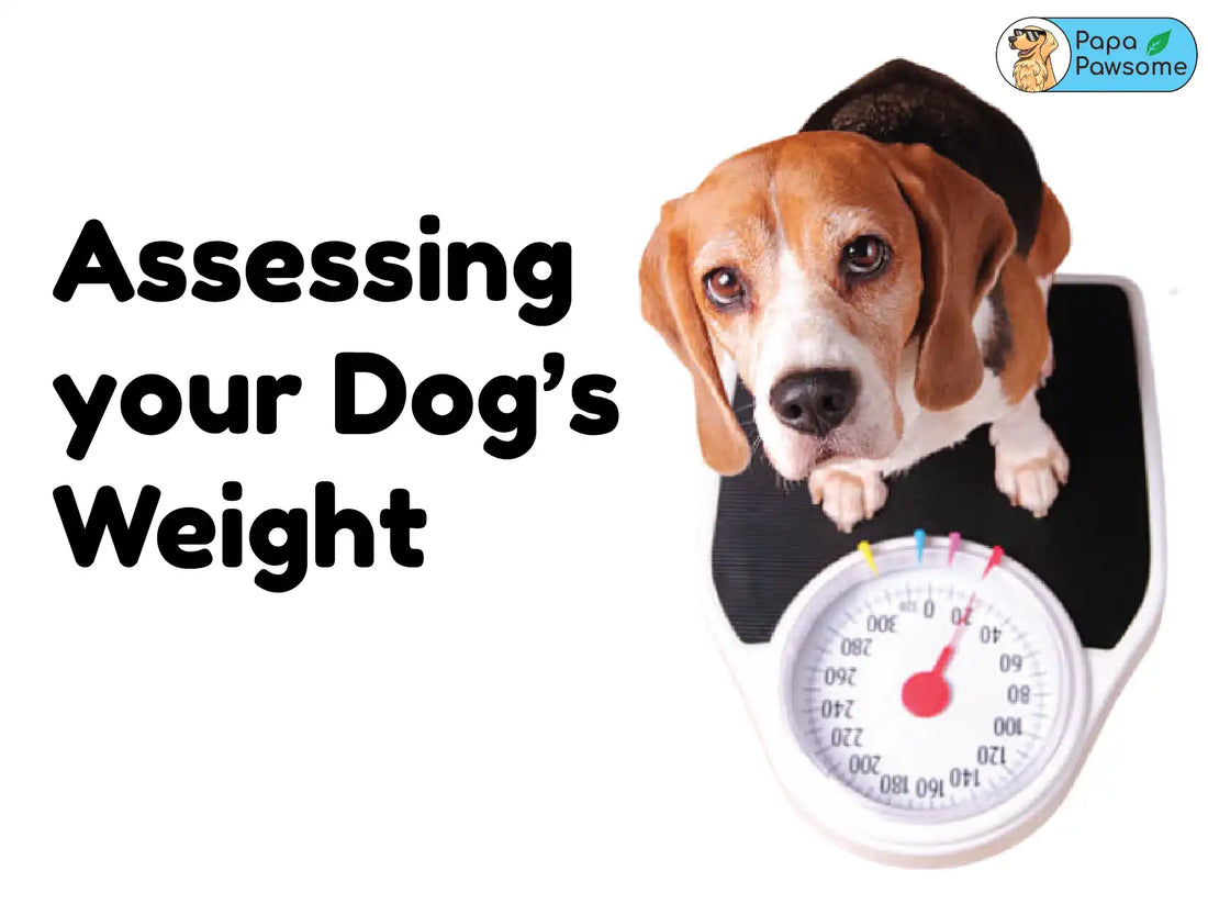 Assessing Your Dog's Weight: Why It Matters!