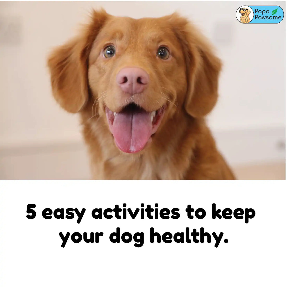 5 Easy activities to keep your Dog Healthy