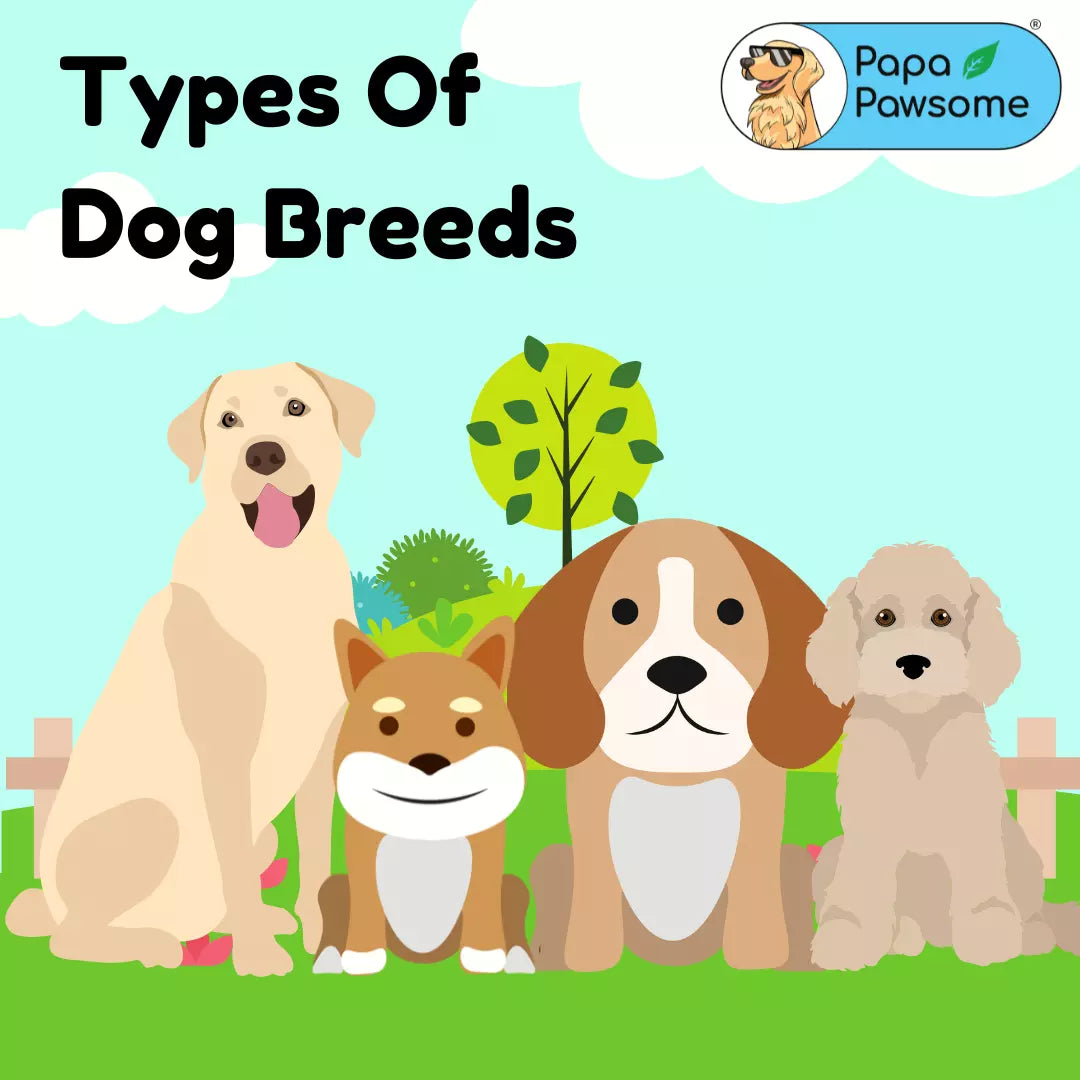 Types of Dog Breeds
