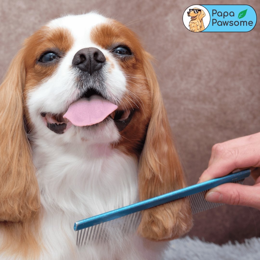 Why Combing Is Important For Dogs - Papa Pawsome