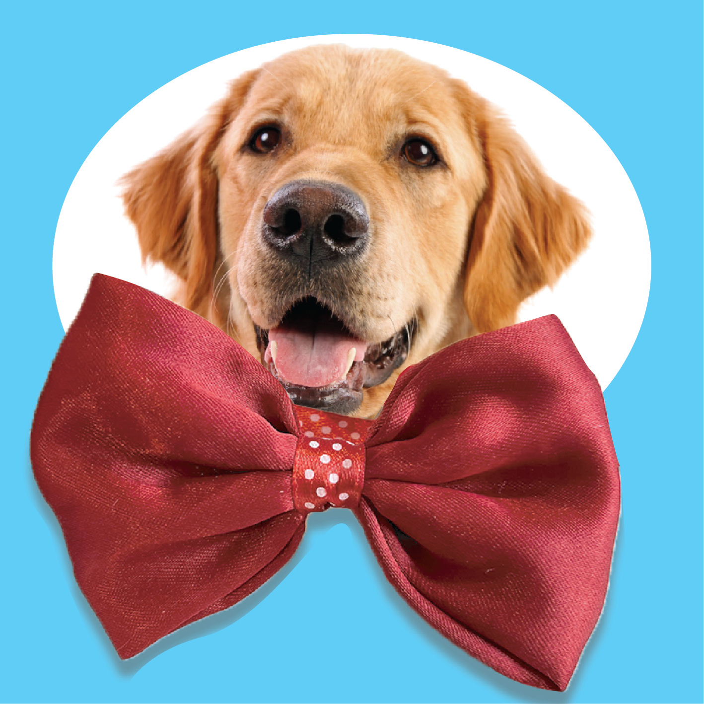 Handmade Bow Tie - Worth Rs.199